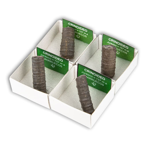 Crinoideo (Caja 4x4)
