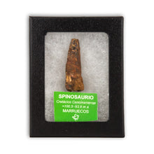 Load image into Gallery viewer, Diente de Spinosaurio
