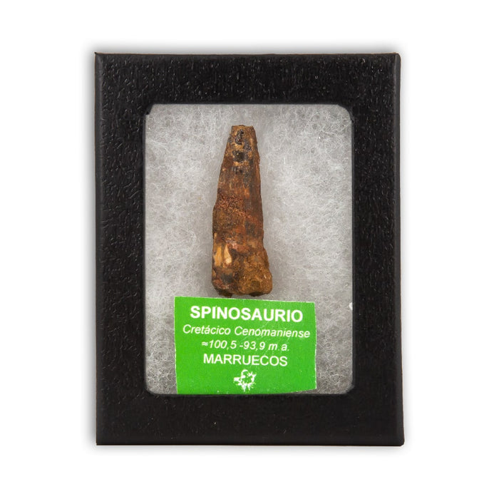 Diente de Spinosaurio