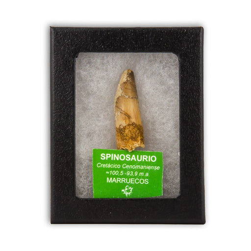 Diente de Spinosaurio caja