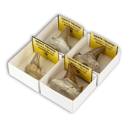 Diente de Tiburón fósil (Caja 4x4)