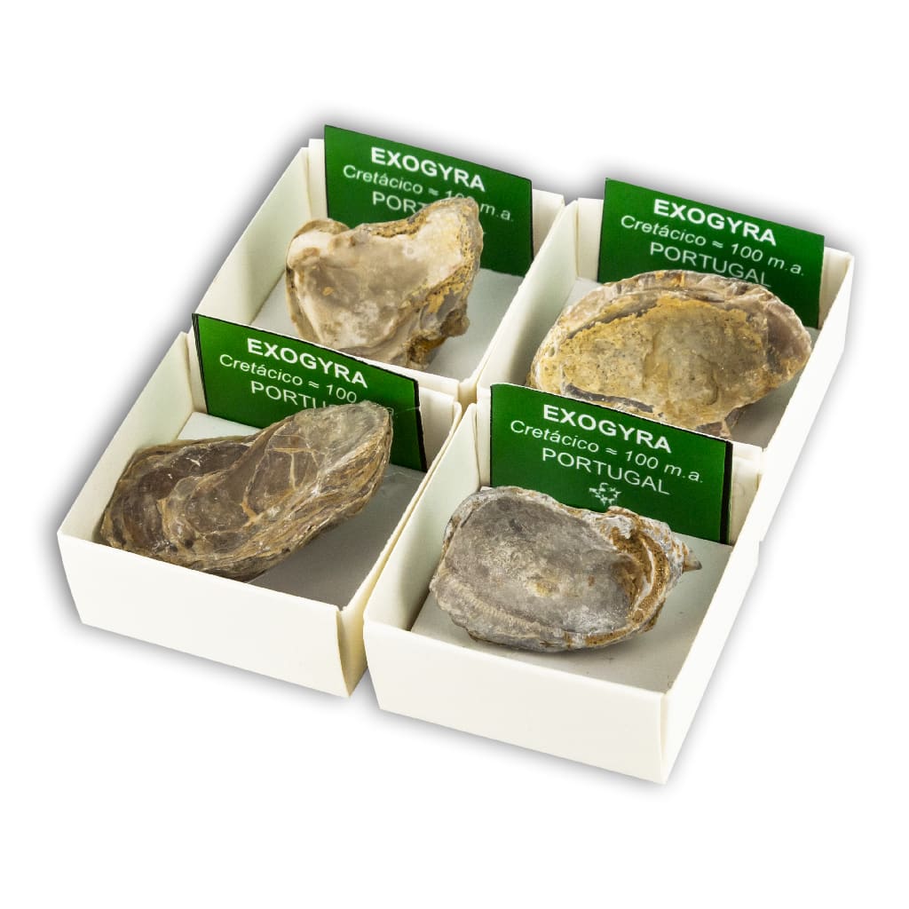 Exogyra in Collection Box 4x4 cm — Colecciones de Minerales