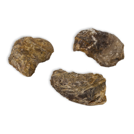 ostra fosil exogyra