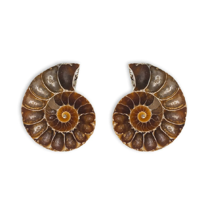 Ammonites cleoniceras cortado