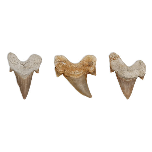 Diente otodus obliquus