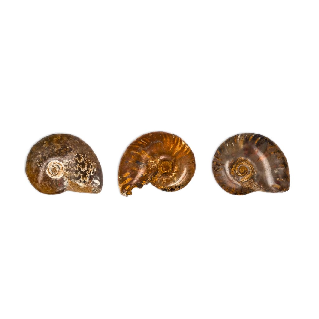 Ammonites cleoniceras