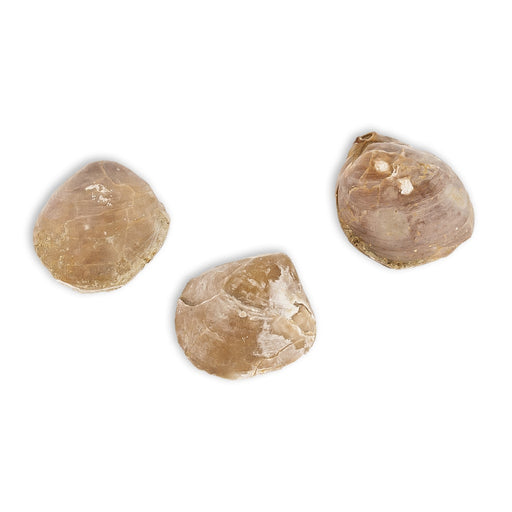 terebrátula fósil