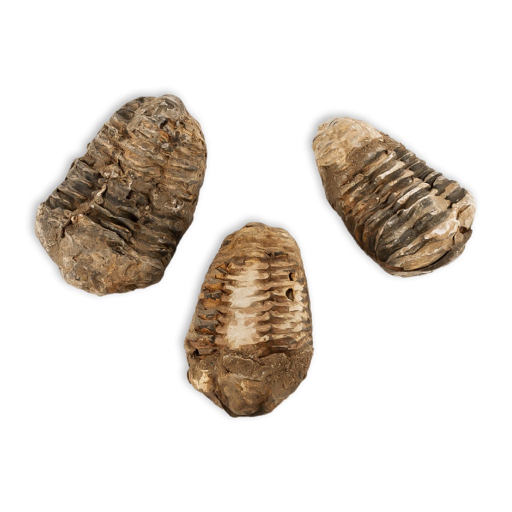 trilobites flexycalymene