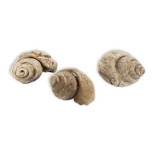 Tylostoma