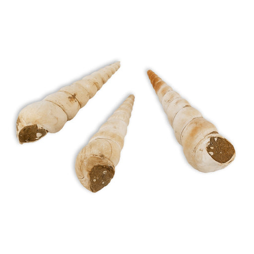 Concha turritella terebralis