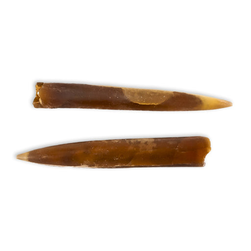 Belemnites fósil calamar