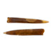 Belemnites fósil calamar