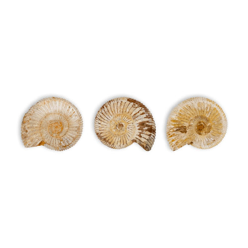 Ammonites perisphinctes