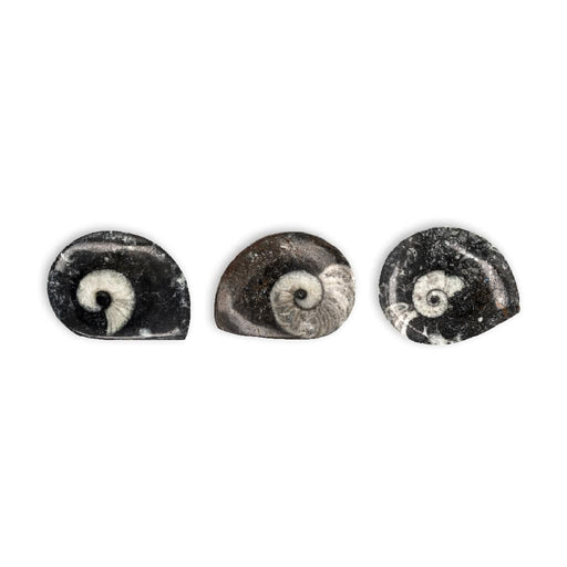 goniatites