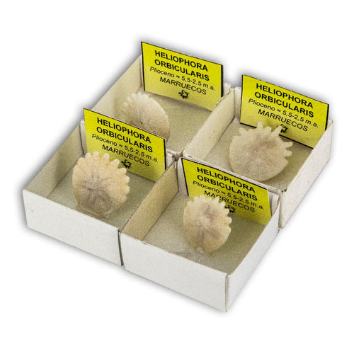 Erizo fósil Heliophora (Caja de 4x4)
