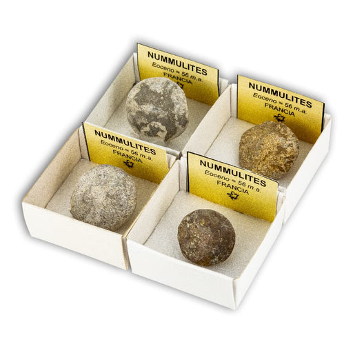 Nummulites (Caja de 4x4)
