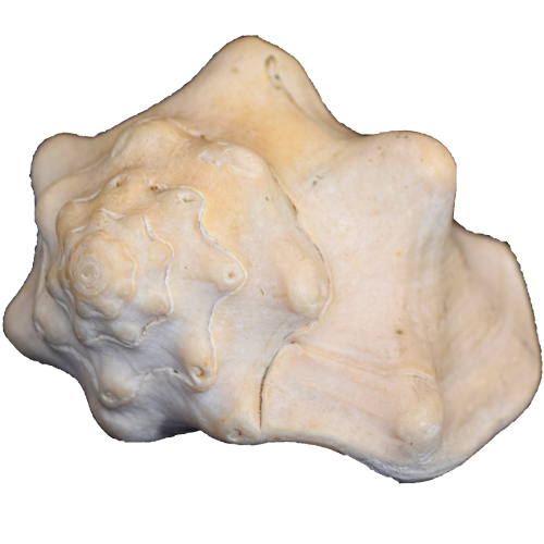 Fossil Strombus
