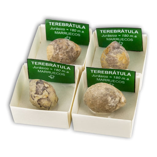 Terebrátula en Cajita de Colección 4x4 cm