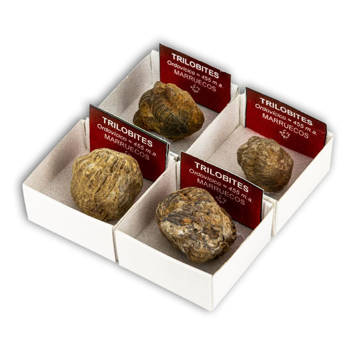 Trilobites (Caja 4x4)