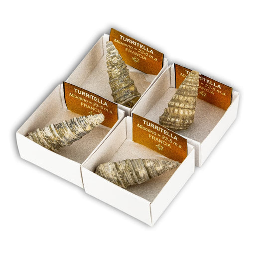 Turritella fósil (Caja 4x4)