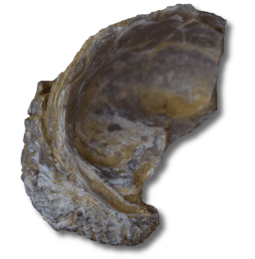 Exogyra ostra fósil
