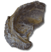 Exogyra ostra fósil