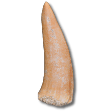 Load image into Gallery viewer, enchodus tooth 
