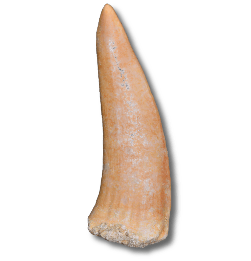 enchodus tooth 