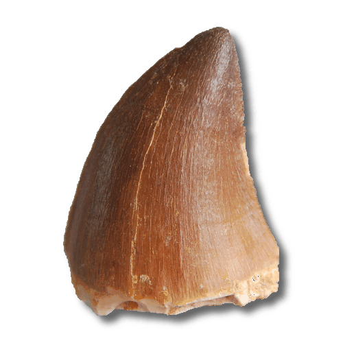 mosasaur tooth 