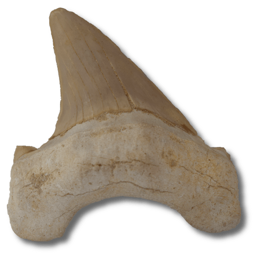 Dente Otodus Oblíquo 