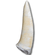 Load image into Gallery viewer, enchodus tooth 
