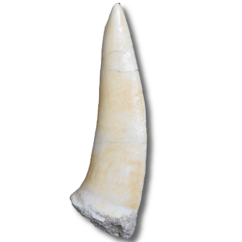 enchodus tooth 