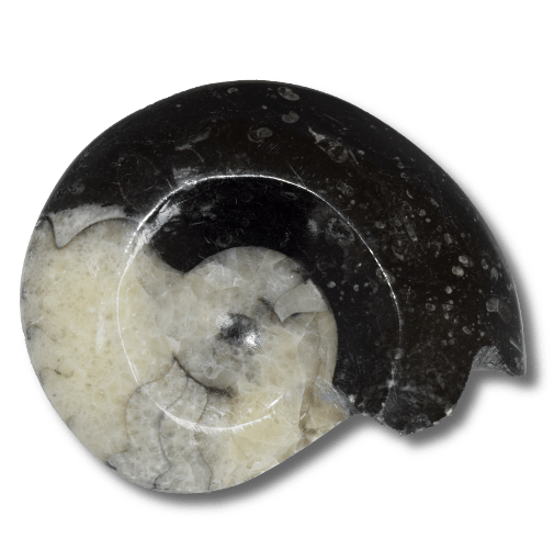 Goniatites