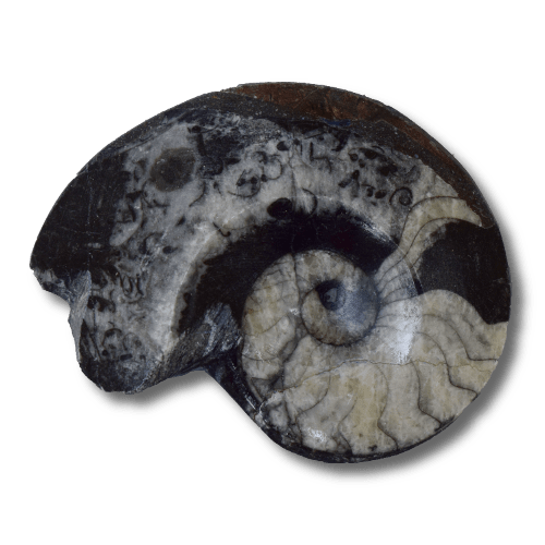 Goniatites