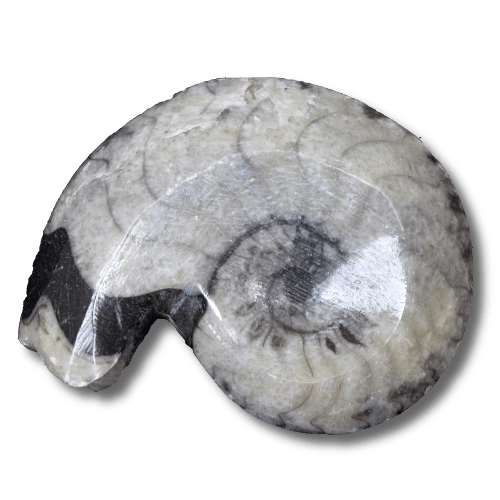 Goniatites