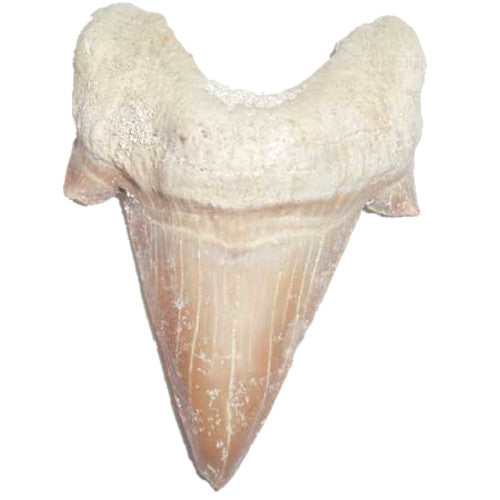 Dente Otodus Oblíquo 
