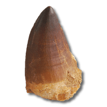 Load image into Gallery viewer, mosasaur tooth 
