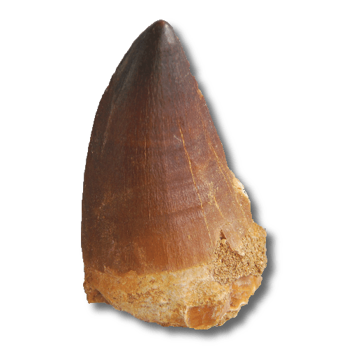 mosasaur tooth 