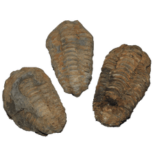 Load image into Gallery viewer, Flexicalymene Trilobites 
