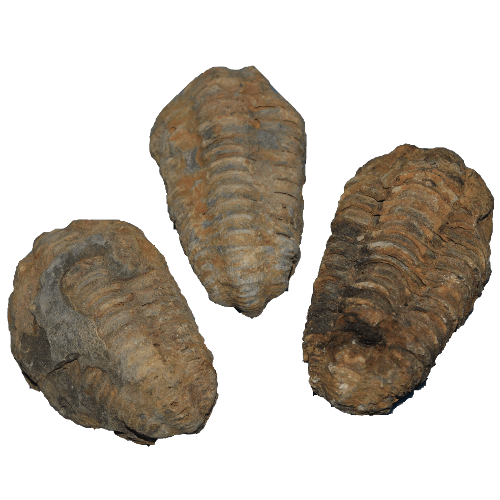 Trilobites Flexicalymene