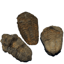 Carregar imagem no visualizador da galeria, Flexicalymene Trilobites 

