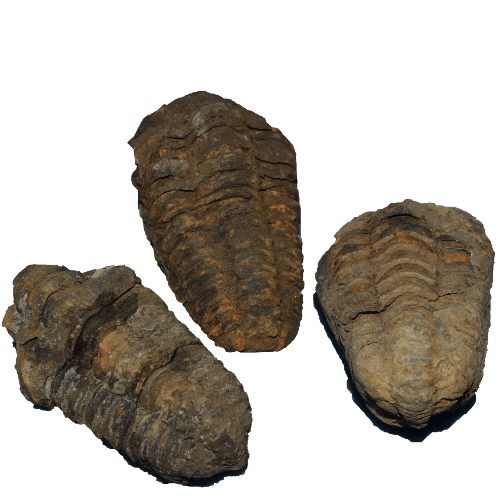 Trilobites Flexicalymene
