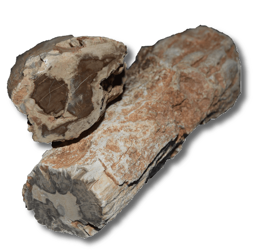 Xilópalo – Colecciones de Minerales